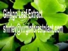 Ginkgo Leaf Extract (Shirley At Virginforestplant Dot Com)